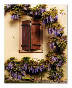 Wisteria on Home in Zellenberg, France- Photography