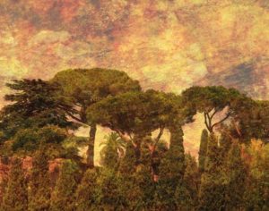 Photography "The Pines of Rome"