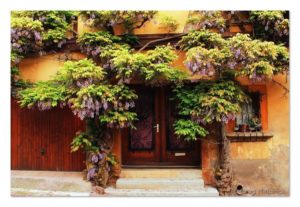 Wisteria Encircling Shutters- Photography