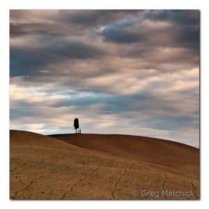 Greg Matchick - Lone Cypress On a Ridge in Morning Light - Photography