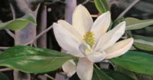 Magnolia - ©MaryJo Clark - Pastel - 11 x 17 - $260