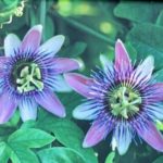 PASSION FLOWERS KOBLENZ, GERMANY - RONALD KRIEGER - Color photograph on canvas - 10.75 x 12.75 $200 - 2011