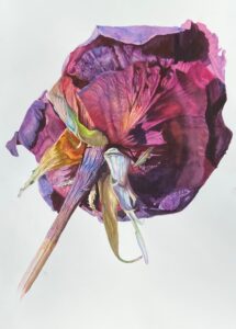 Rosie - ©Karen Romani-watercolor on paper-22 x 15 inches-$900