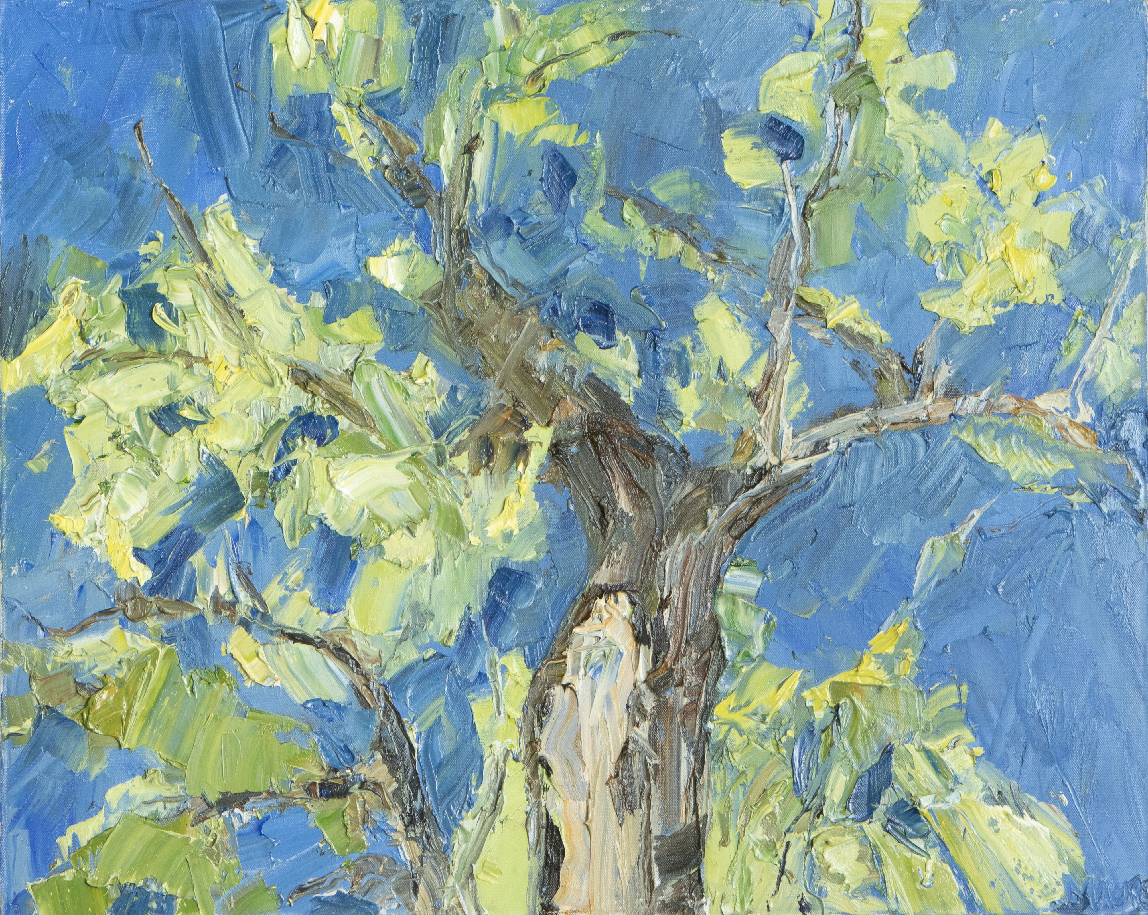 Sycamore Canopy in Cobalt Sky - © Jodie Maurer - oil - 24 x 30 inches - $1100