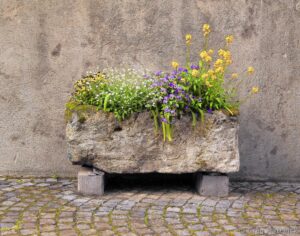 Stone Planter in Kaysersberg - ©Greg Matchick - Framed Photograph - 20 x 16 inches - $135