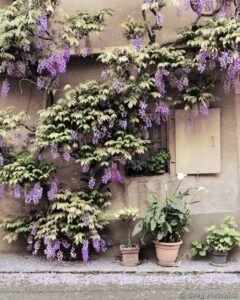 Wisteria On a Home in Zellenberg - ©Greg Matchick - Framed Photograph - 16 x 20 inches - $135