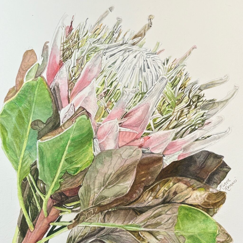 Protea - ©Karen Romani