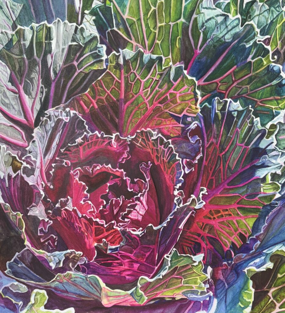 Ruby Cabbage - ©Karen Romani